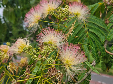 Albizia julibrissin