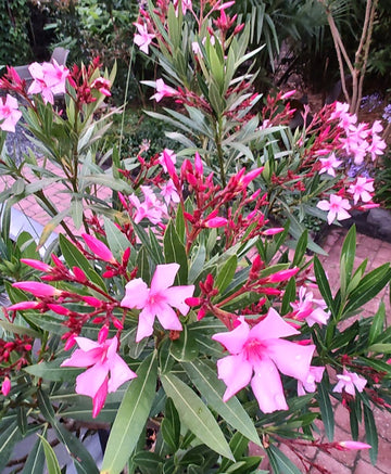 Nerium Oleander "Villa Romaine"