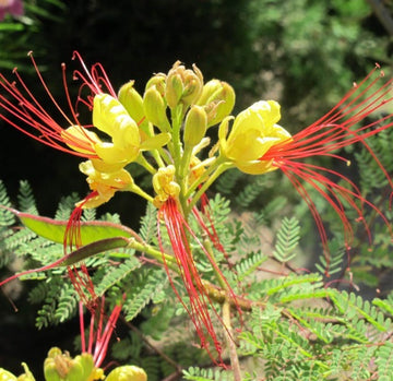 Caesalpinia gilliesii