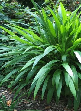 Setaria palmifolia