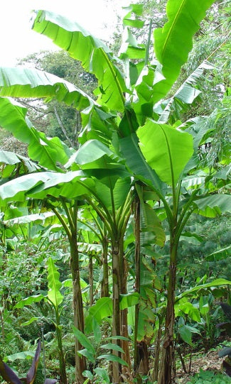 Musa Basjoo