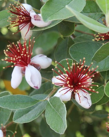 Feijoa  (Acca) sellowiana