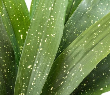 Aspidistra elatior 'Milky Way'