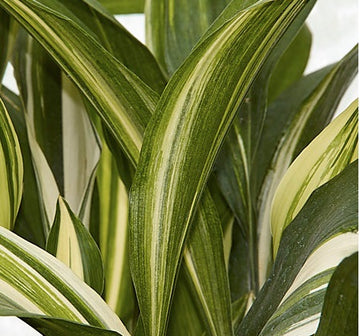 Aspidistra elatior 'Variegata'