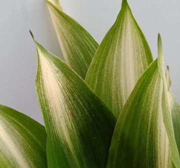 Aspidistra elatior 'Asahi'
