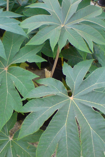 Tetrapanax papyrifera Steroidal Giant