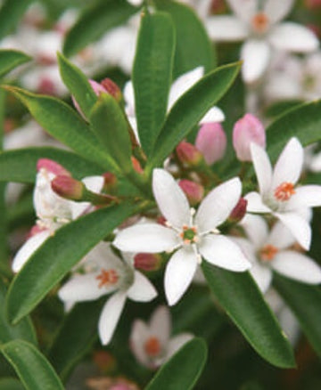 Eriostemon/Philotheca myoporoides