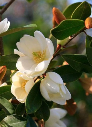 Magnolia laevifolia Fairy Honey Velvet
