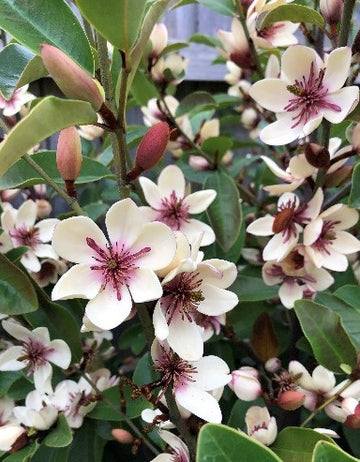 Magnolia laevifolia x figo 'White Caviar'