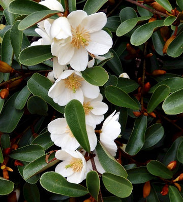 Magnolia laevifolia 'Dianica'
