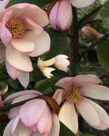 Magnolia laevifolia 'Fairy Blush'