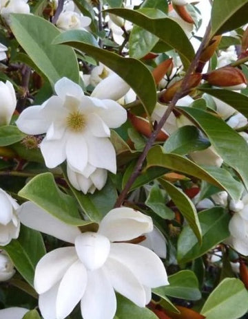 Magnolia laevifolia 'Fairy White'