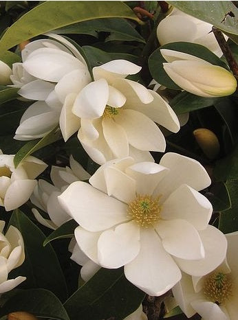 Magnolia laevifolia 'Fairy Cream'