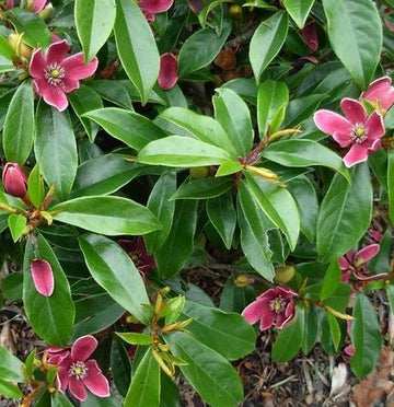Magnolia laevifolia 'x Figo'