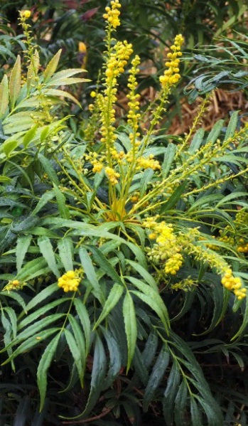 Mahonia eurybracteata 'Sweet Winter'