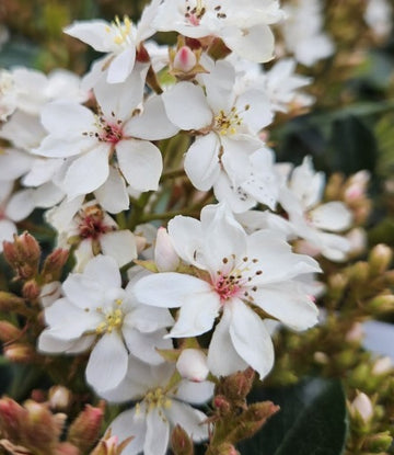 Rhaphiolepis indica "White Cloud"