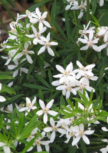 Choisya ternata 'White Dazzler'