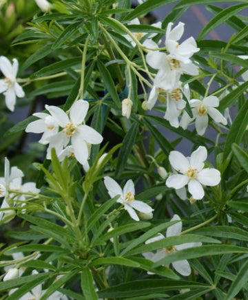 Choisya ternata 'Aztec Pearl'