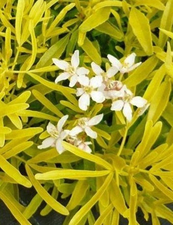 Choisya ternata 'Goldfingers'