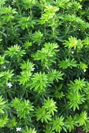Choisya ternata 'Lissfing'