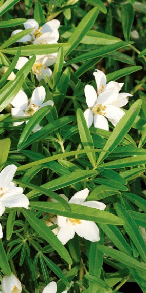 Choisya ternata 'Greenfingers'