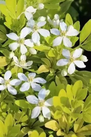 Choisya ternata 'Sundance'
