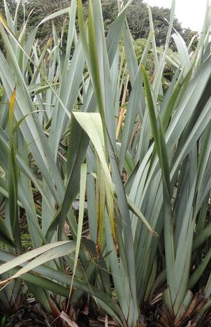 Phormium tenax 'Goliath'
