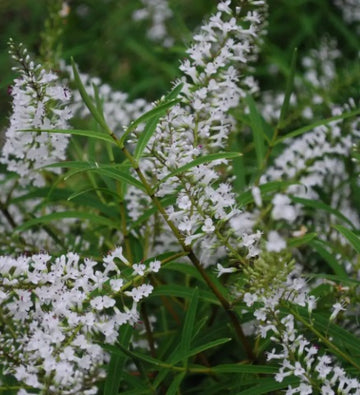 Hebe 'Kirkii'
