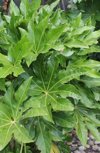 Fatsia japonica