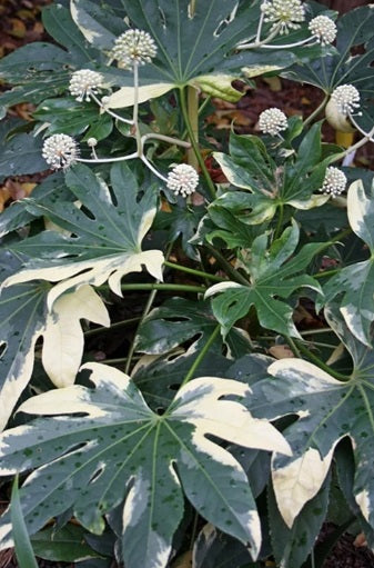 Fatsia japonica 'Variegata'