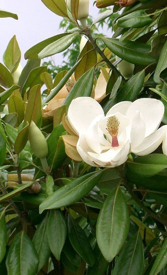 Magnolia grandiflora 'Maryland'