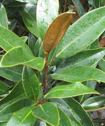Magnolia grandiflora 'Alta'