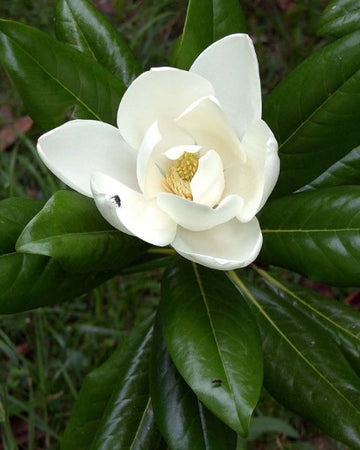 Magnolia grandiflora 'Ferrugiana'