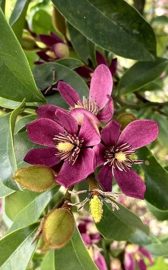 Magnolia 'Stellar Ruby'