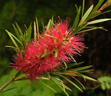 Callistemon 'Woodlanders Red'