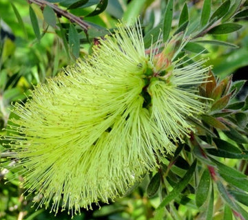 Callistemon viridiflorus