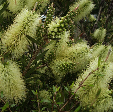 Callistemon salignus