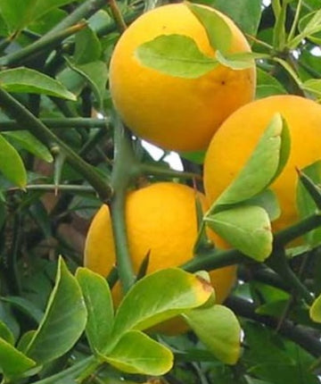 Poncirus trifoliata
