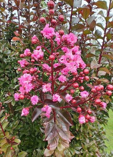 Lagerstroemia indica "Rhapsody in Pink"