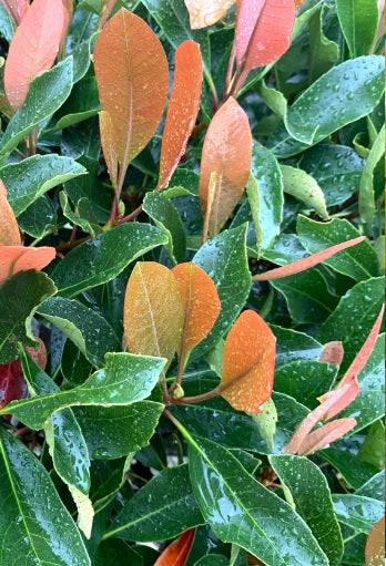 Eriobothrya 'Coppertone'