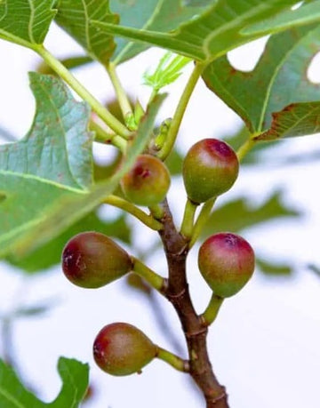 Ficus carica "Little Miss Figgy"