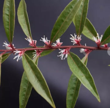 Sarcococca hookeriana "Purple Stem"