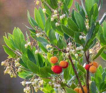 Arbutus unedo "Compacta"