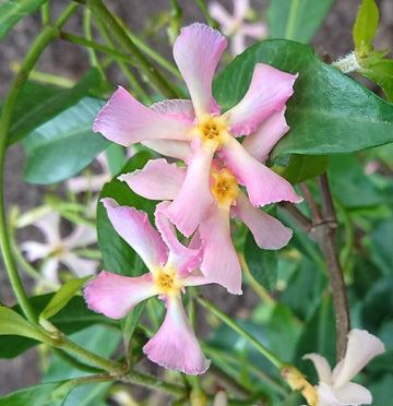 Trachelospermum Jasminoides 'Pink'