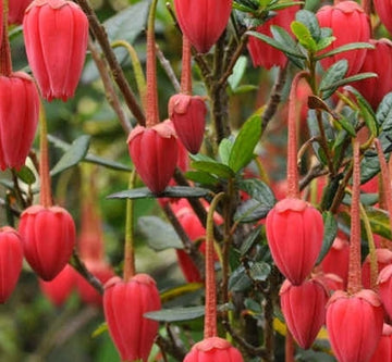 Crinodendron hookerianum