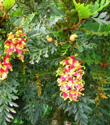 Lomatia ferruginea