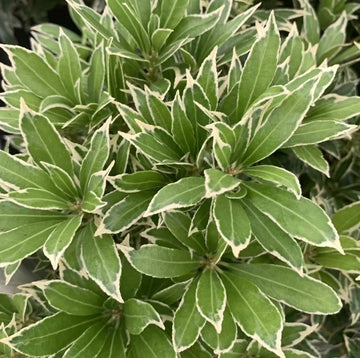 Pieris japonica 'Forest Flame'