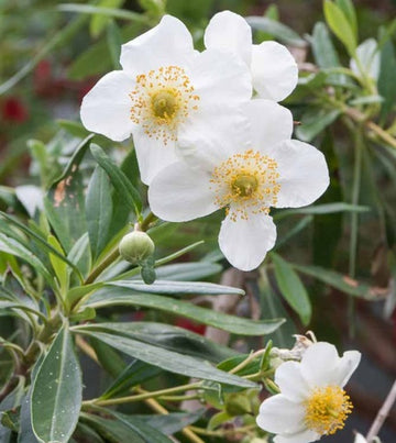 Carpenteria californica