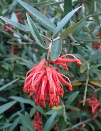 Grevillea victoriae