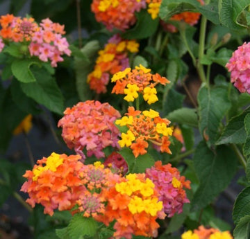 Lantana 'Miss Huff'